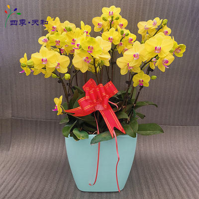 春節(jié)黃蝴蝶蘭 商務年宵首選，好評店鋪與化妝品零售的跨界亮點